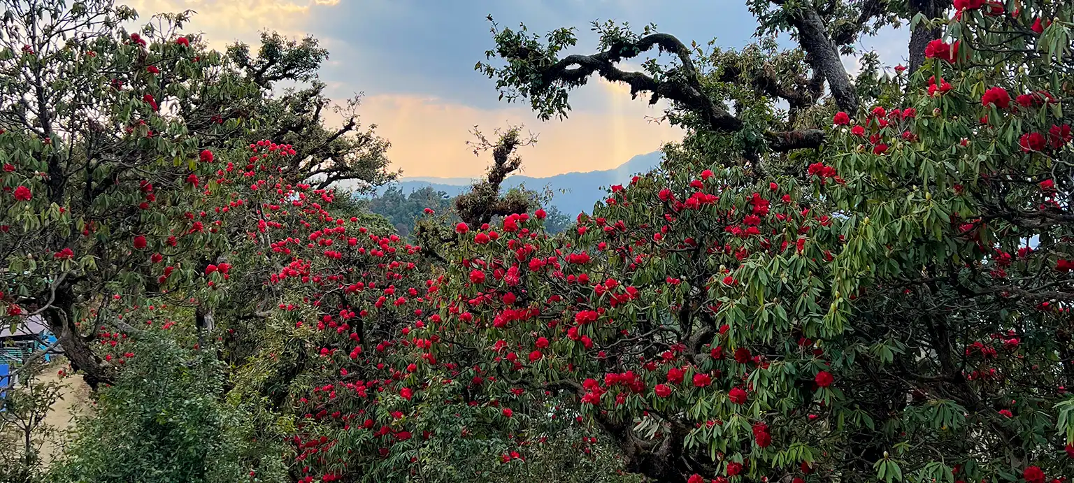 Chopta Chandrashila 3 Day Trek